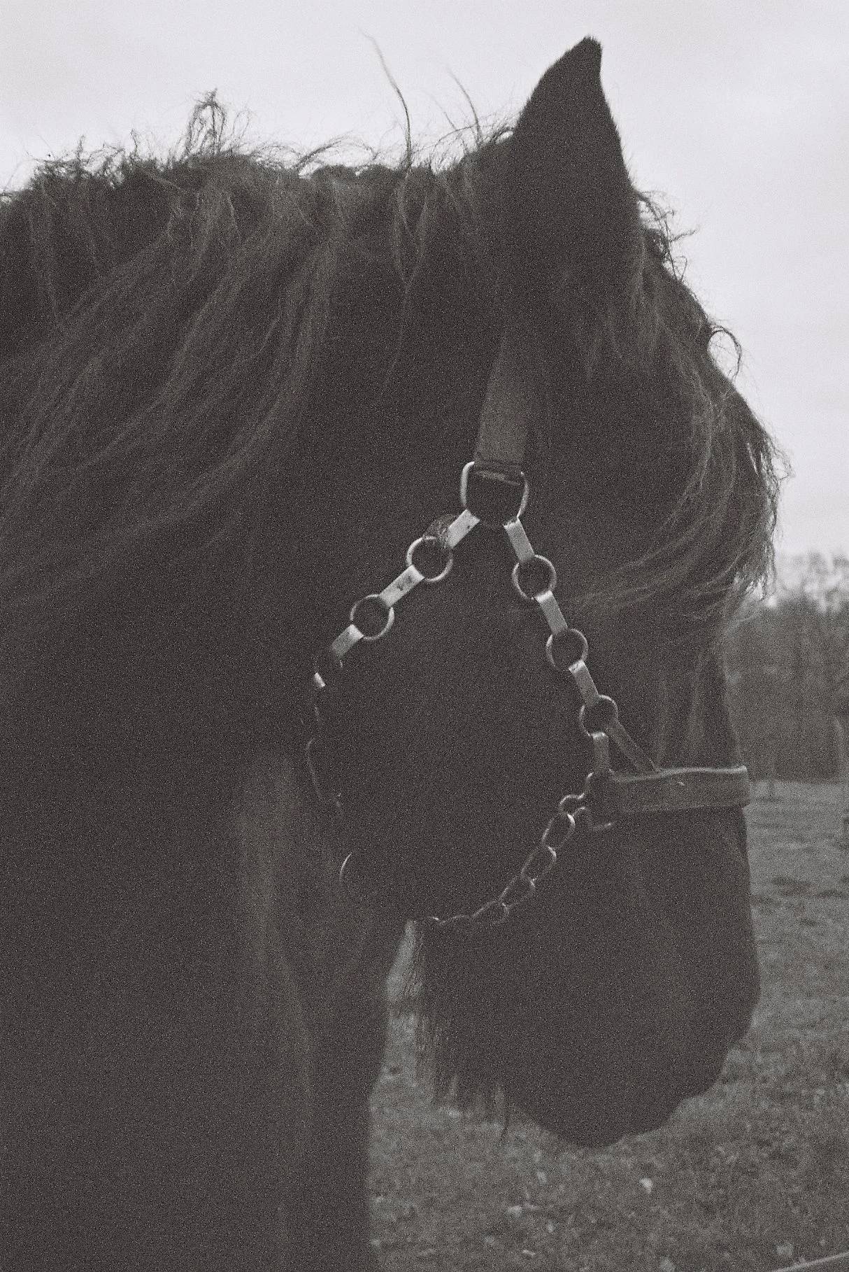 Clydesdale in Belgium country side