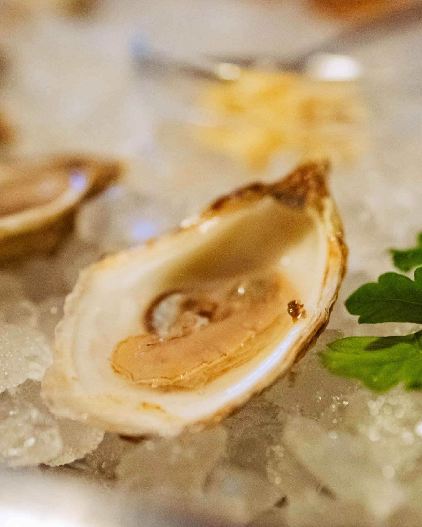 Behold, the beauty of a single oyster&mdash;a natural masterpiece. With its gleaming shell and briny essence, it's a true marvel of the sea. Dive in and savor its simple elegance. 🌊🍽️🦪 #OysterBeauty