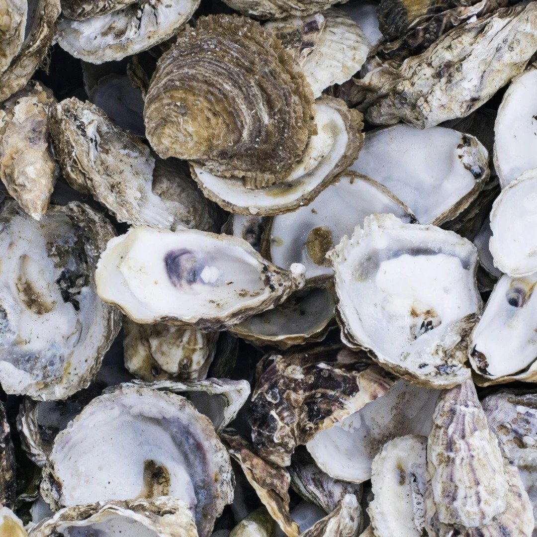 The natural beauty of oysters speaks for itself&mdash;each shell a unique masterpiece crafted by the sea. Embrace their raw, unrefined charm and savor the taste of nature's perfection. 🌊🐚🦪 #OysterBeauty #NaturalElegance
