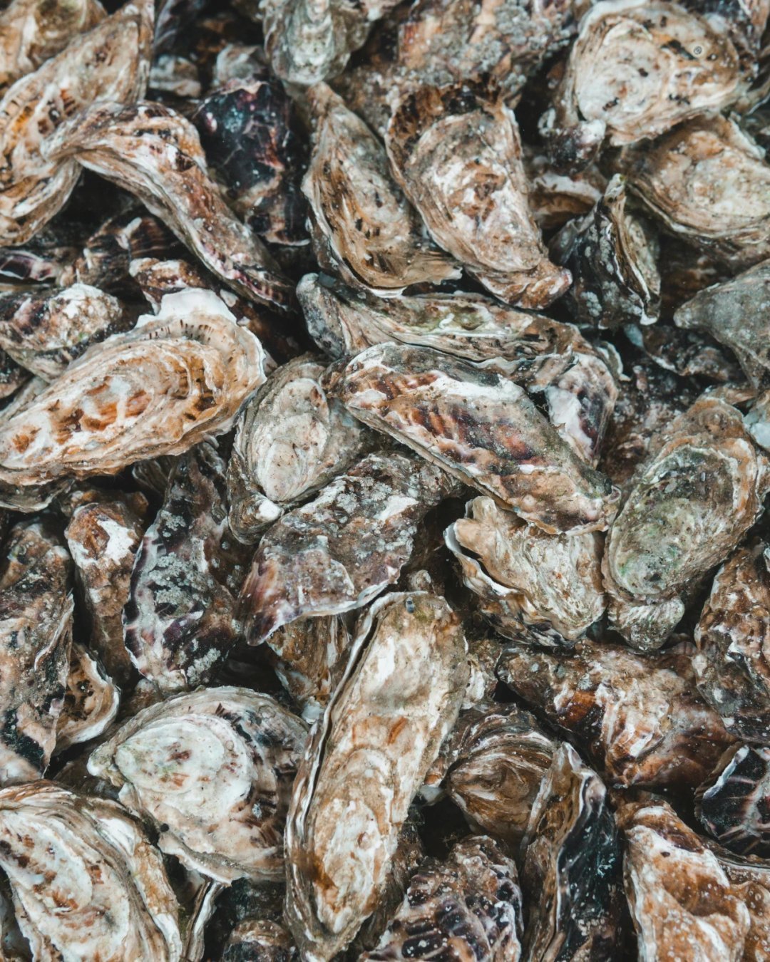 Did you know? Oysters can live for decades, with some species reaching up to 20 years or more! Despite their seemingly simple appearance, these remarkable creatures have a long lifespan, making them integral members of marine ecosystems. From filteri