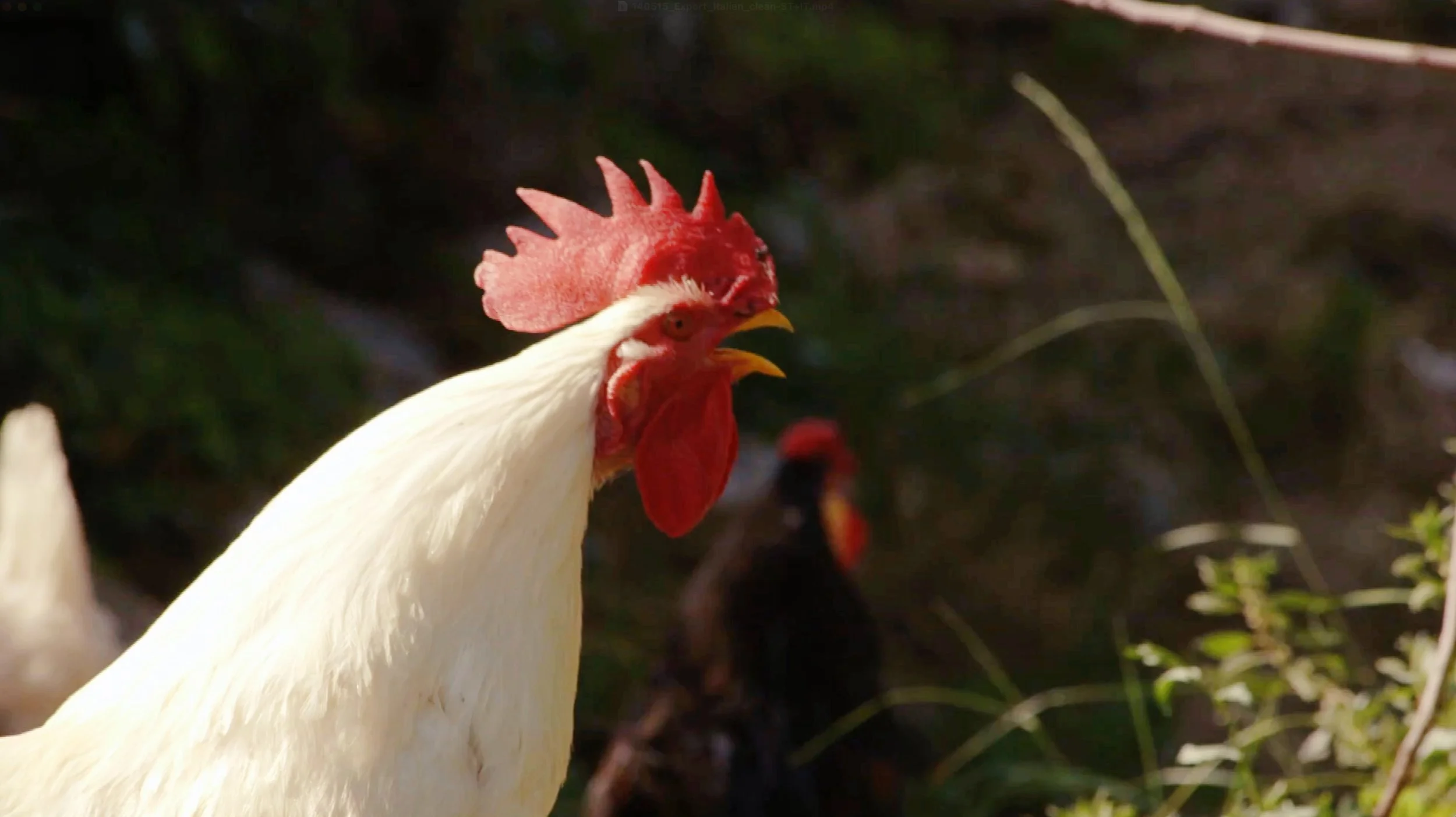 Bildschirmfoto 2025-12-19 um 2.39.26 PM.jpg