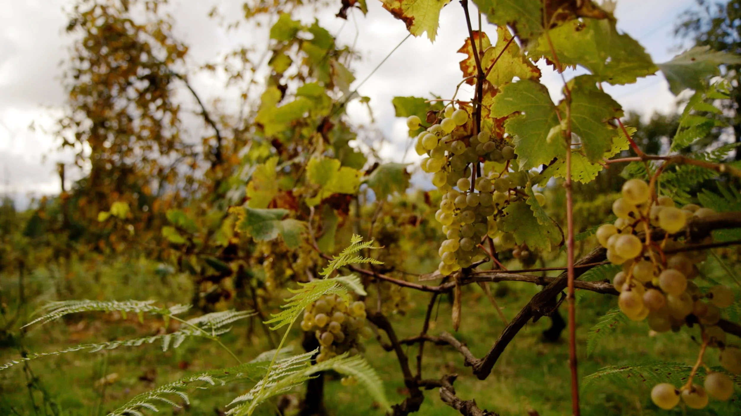 Bildschirmfoto 2025-12-18 um 8.58.52 PM.jpg