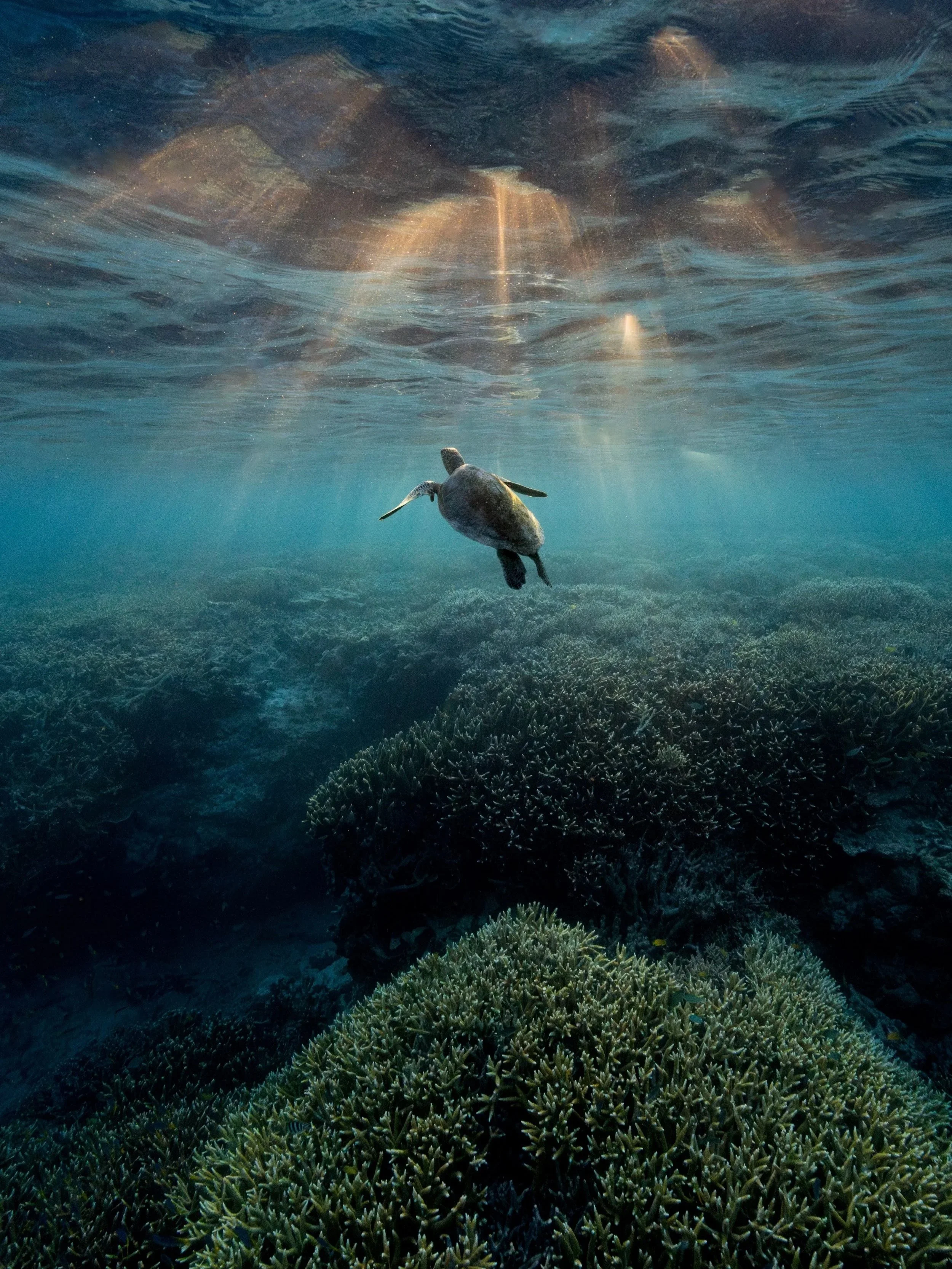Keeper of the Reef
