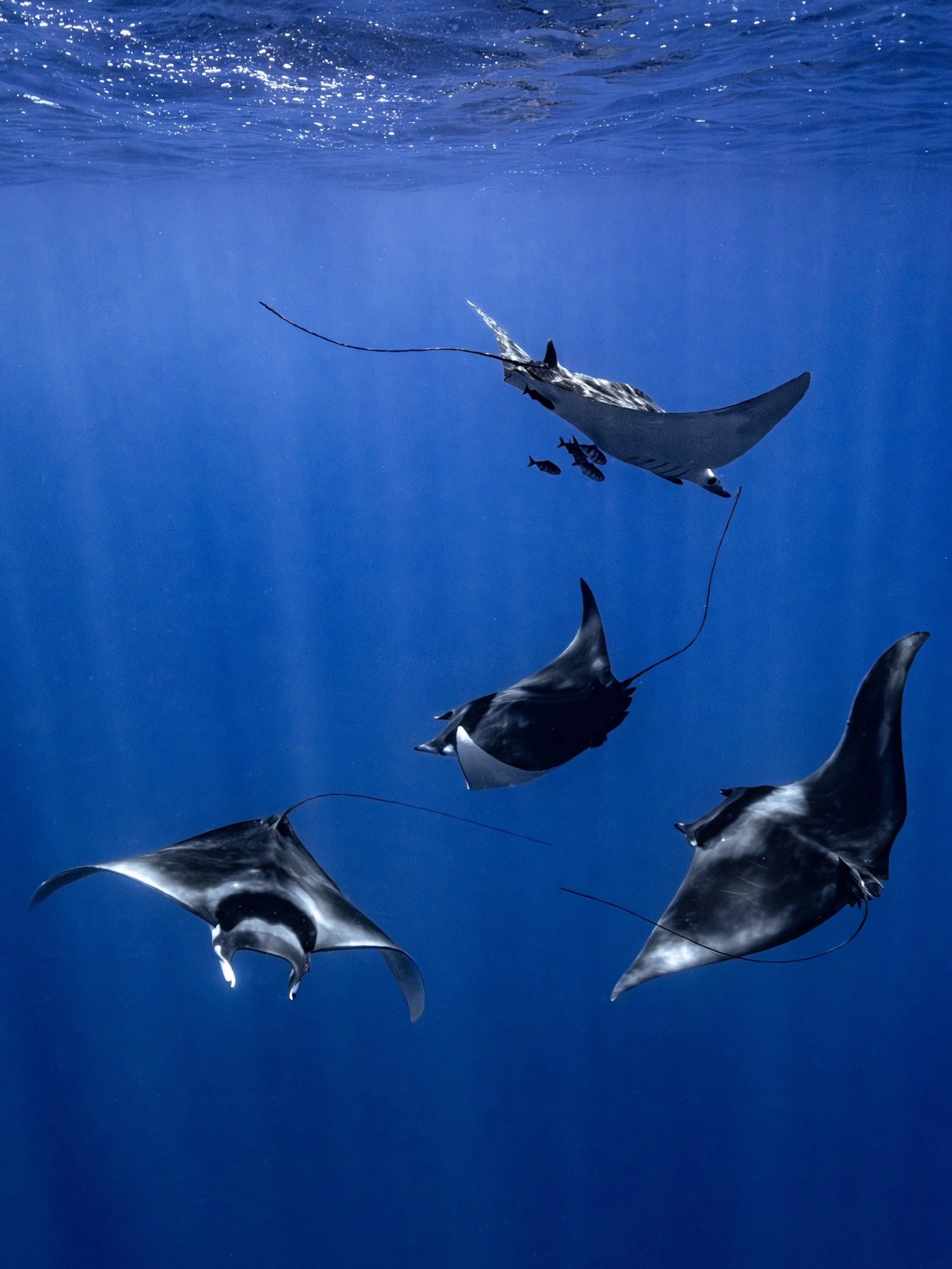 Blue Symphony