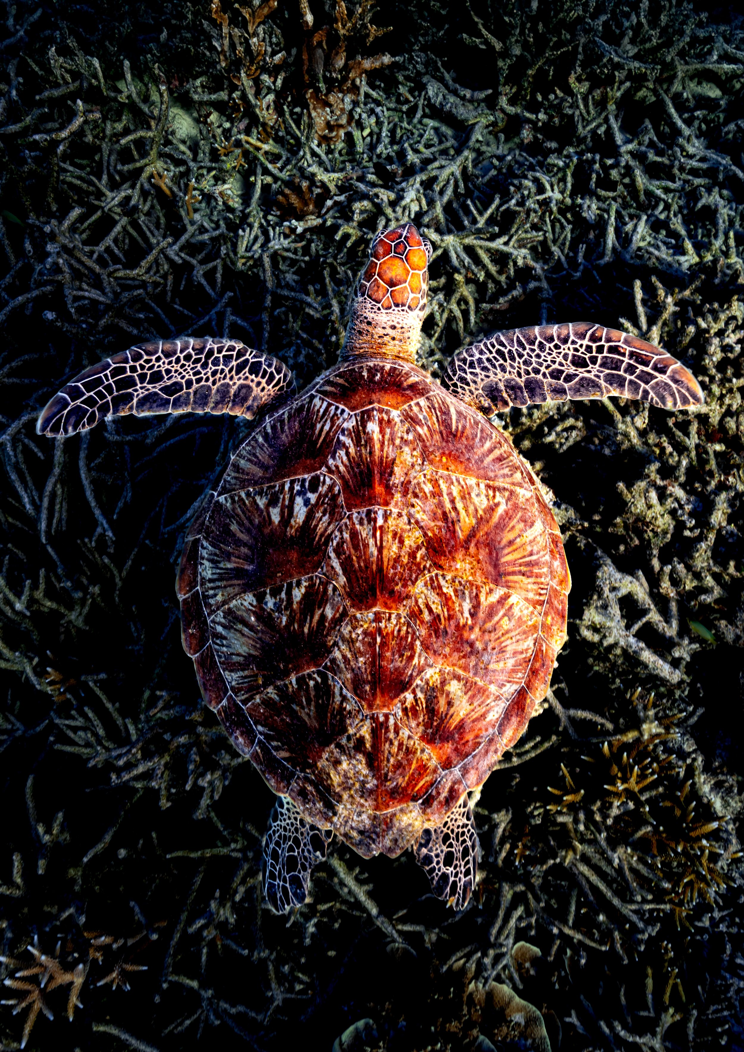 Turtle.jpg