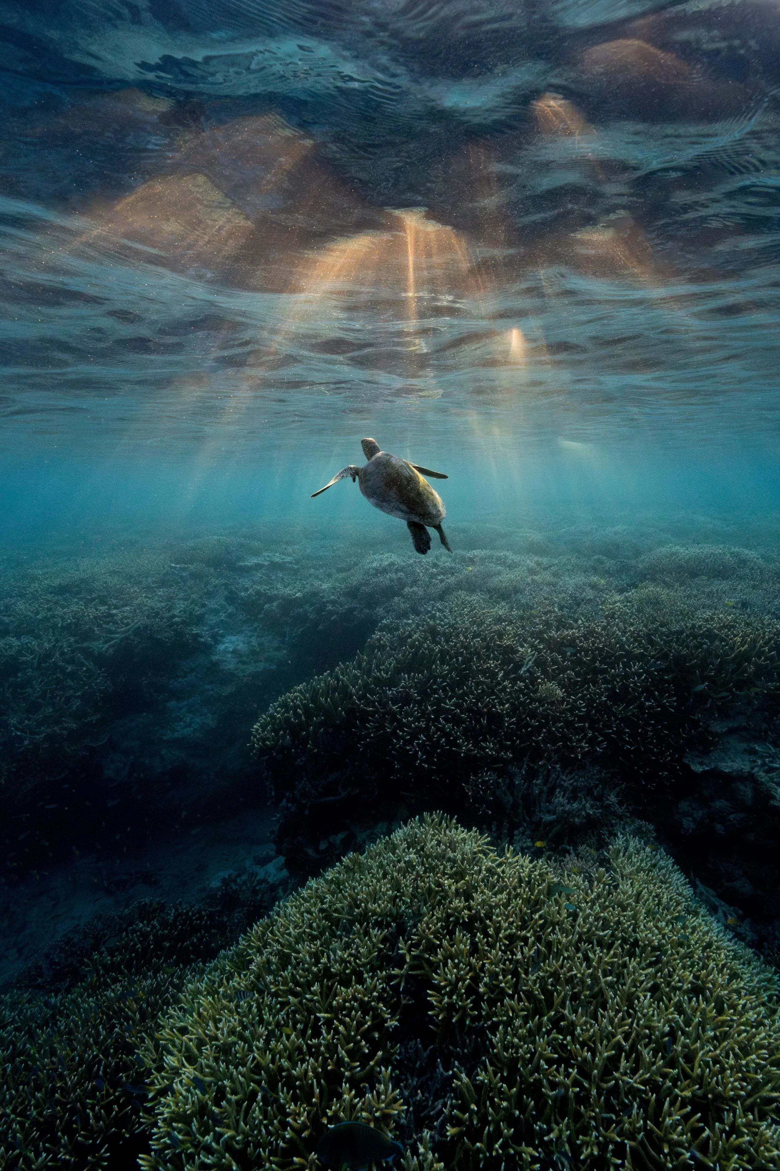 Keeper of the Reef.jpg