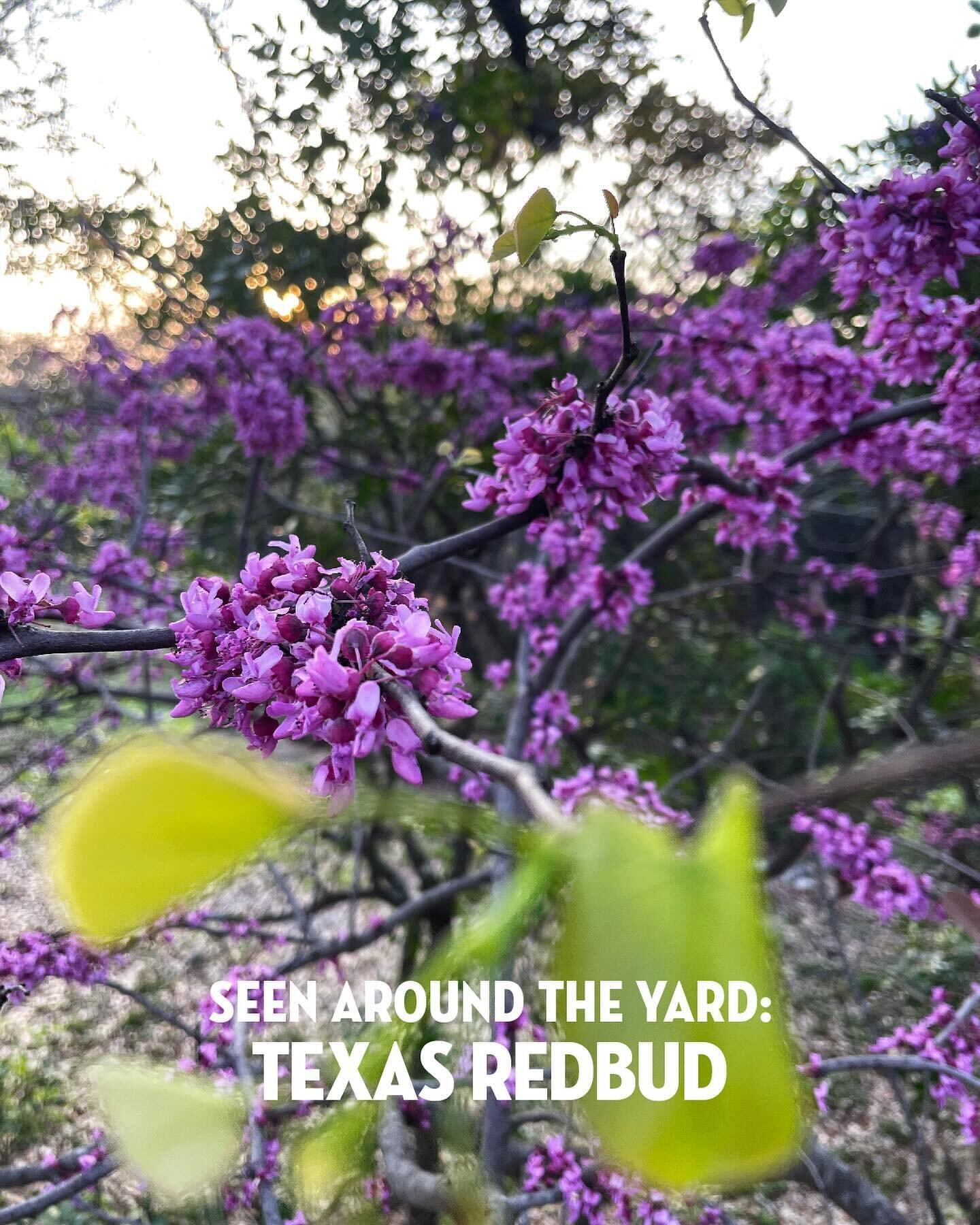 Are you as curious as I am as you stroll around your Texas backyard &hellip; here are a few things you might recognize. 
 
Do you have a go-to nursery, website or instagram account you like best for San Antonio gardening info or plants? 
 
#outerspac
