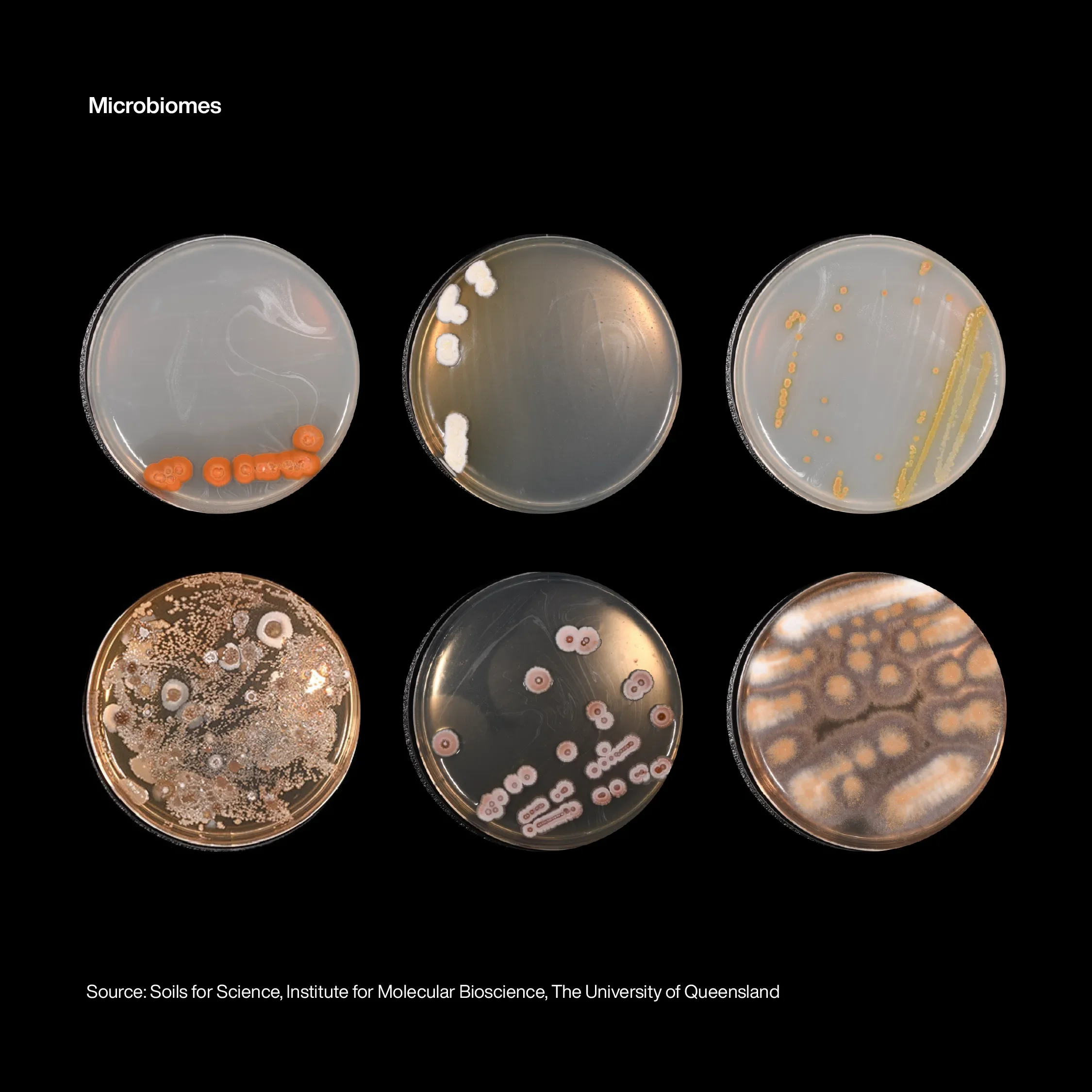 Microbiome inspiration to celebrate biodiversity. Image of microbial growth on agar plates from left to right.