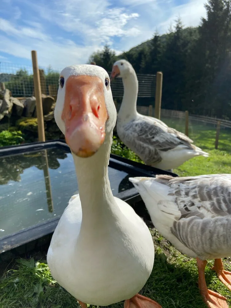 geese.jpeg