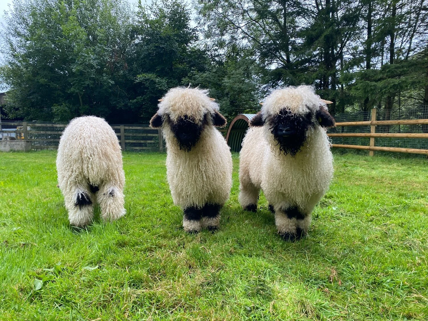 Tango, Oscar and Mike