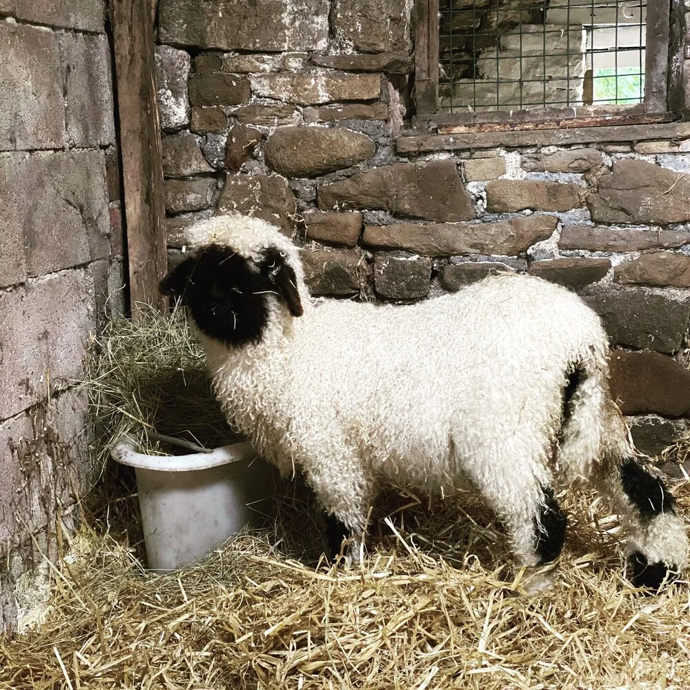 Meet Foxtrot - our Ewe