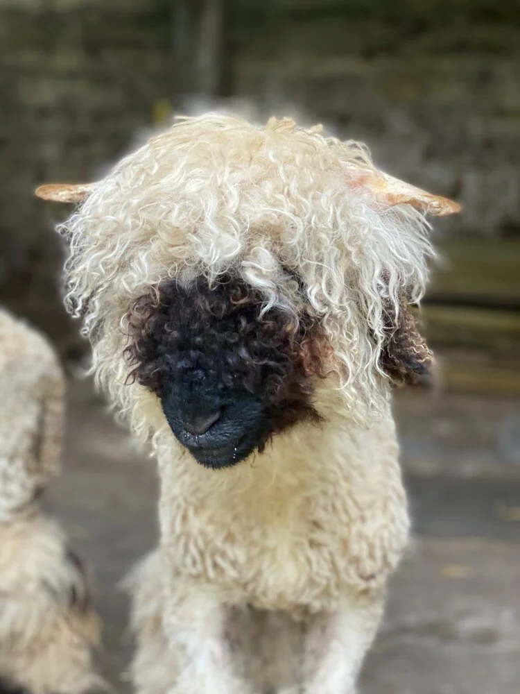 Posing for a portrait