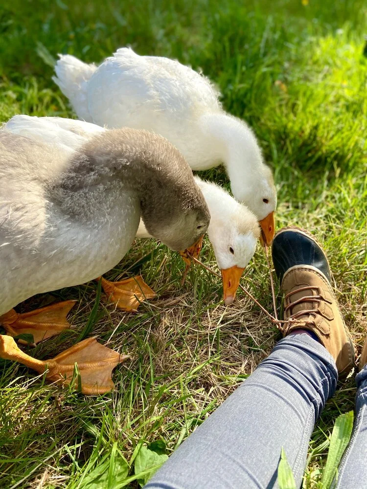 Feeding time in the goose pen
