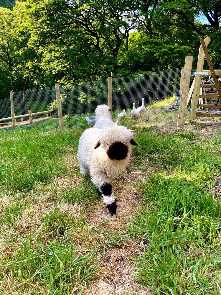 Valais Blacknose Sheep