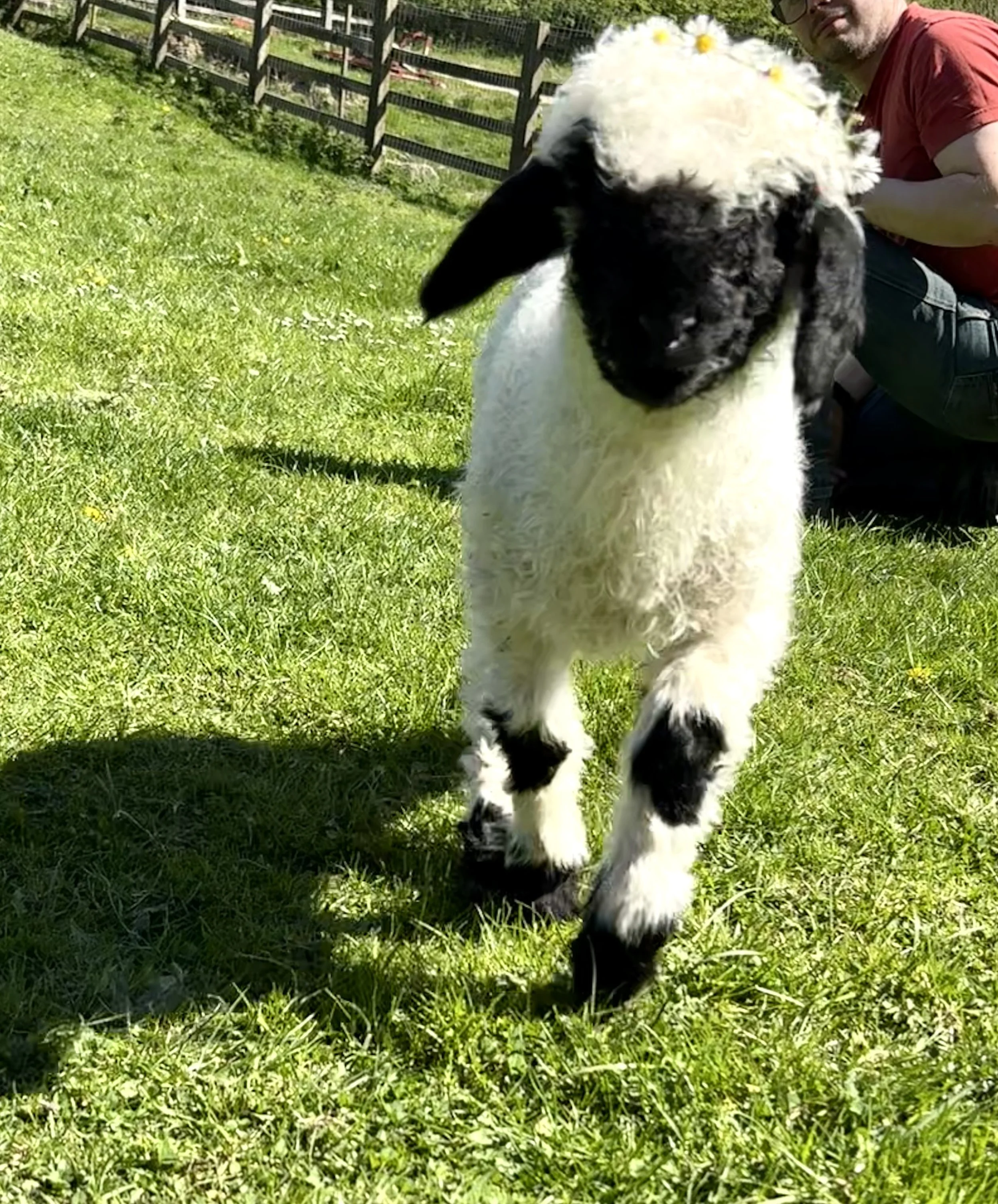 What to Expect During Lambing Season at a Peak District Farm Stay