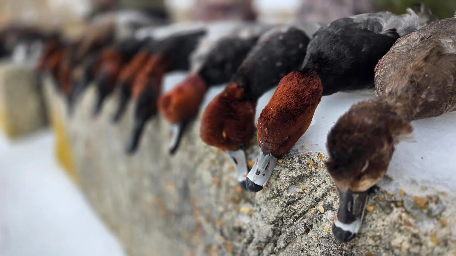 Ducks harvested on guided waterfowling trip with capt. Keegan