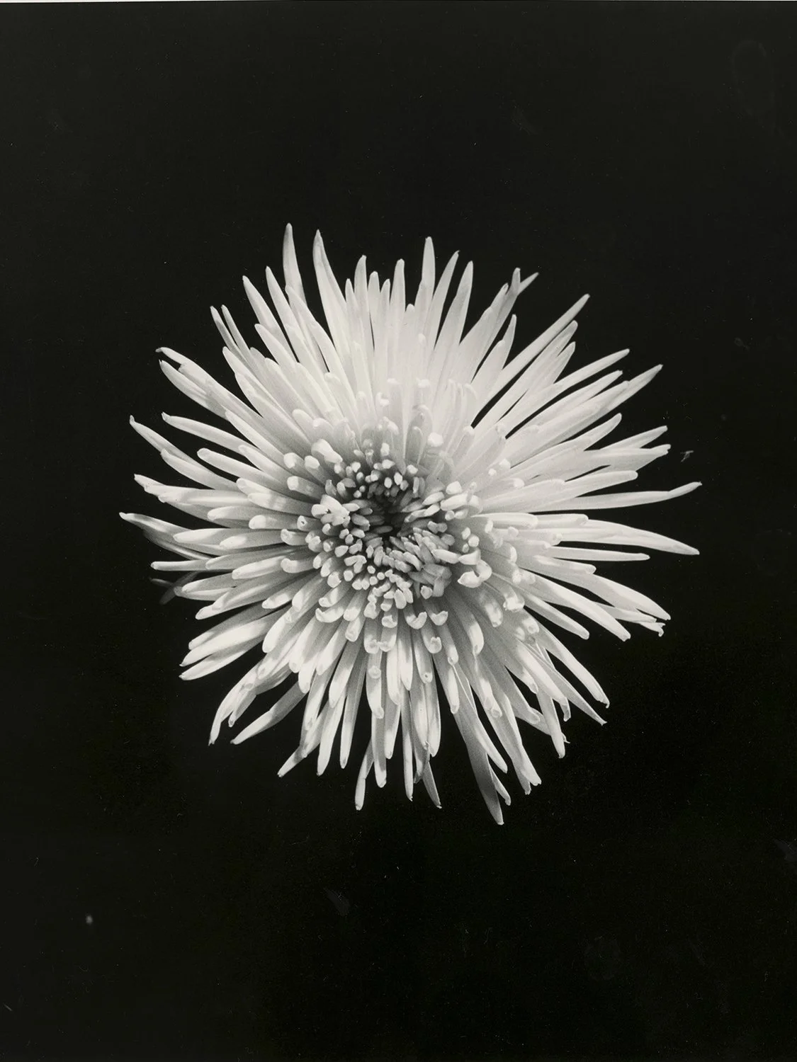 blomst 2 copy.jpg