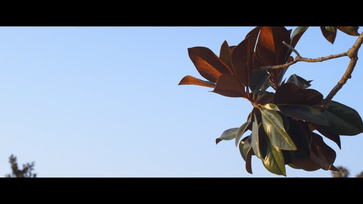 IB stock sizzle-high.gif