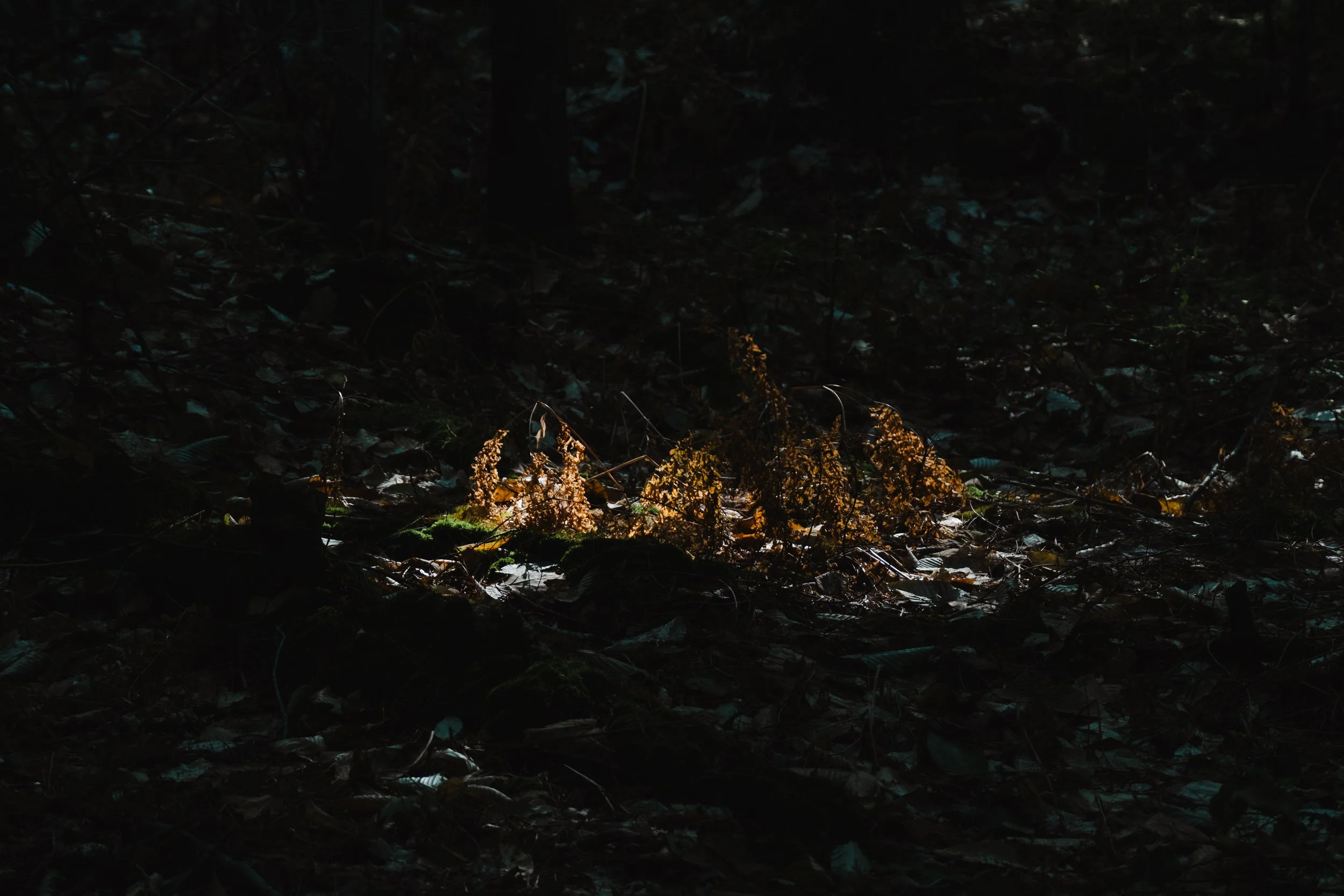 portland-maine-photography-jendeanphotography 4172.jpg