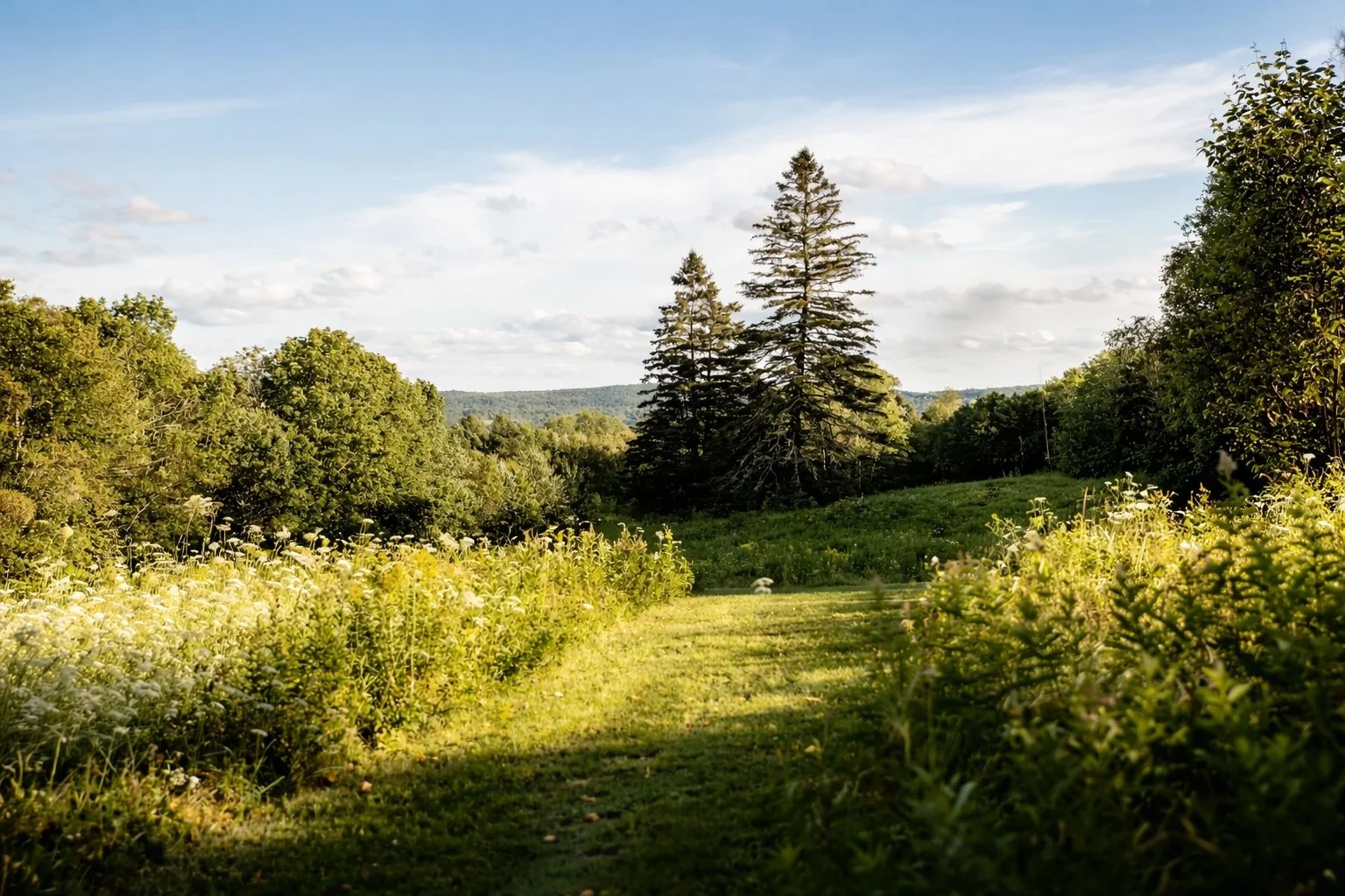 casa-portal-2trees-meadow.jpg