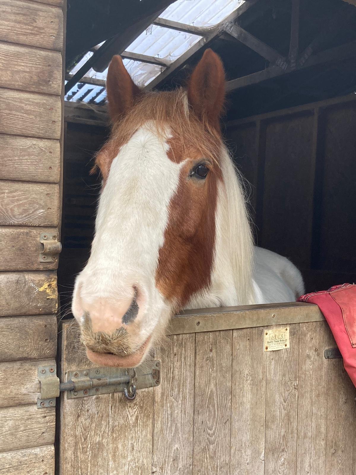 Own a pony Morning