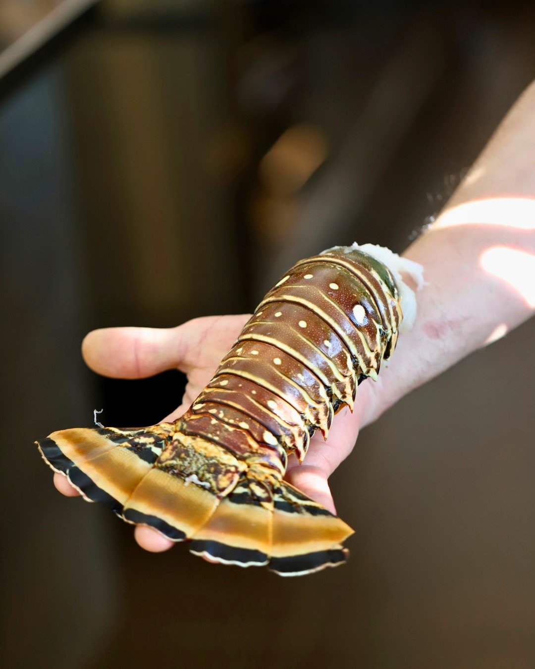Ce joyau des mers, d&eacute;licat et puissant &agrave; la fois 🦞
Majestueuse et raffin&eacute;e, l&rsquo;imposante queue de langouste, promesse d&rsquo;une chair tendre et savoureuse. 

-

#flanders #hoeilaart #gastronomy #gastronomiefran&ccedil;ais