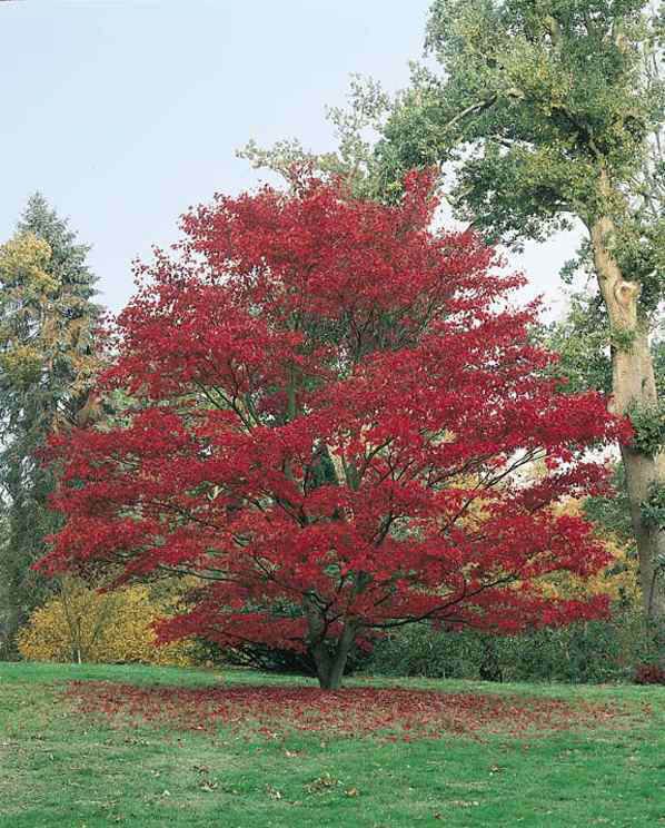 j6 Fireglow Red Japanese Maple.jpg