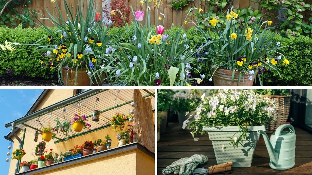 Container Gardening Ideas for Patios and Balconies: Tips for Niagara Homeowners