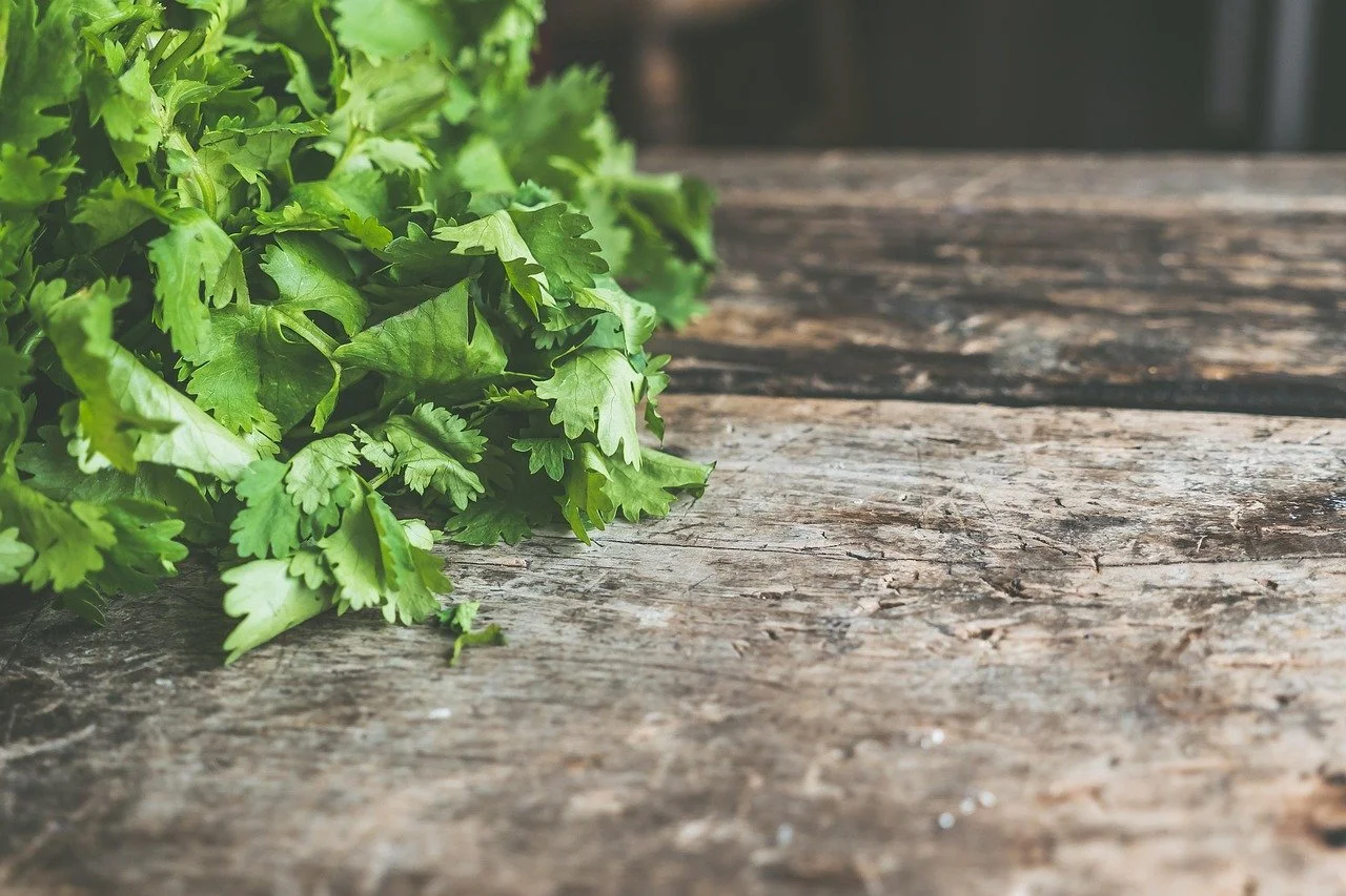 How to Grow Cilantro: Best Practices for Growing Cilantro Indoors ...
