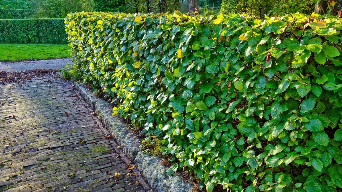 privacy hedge