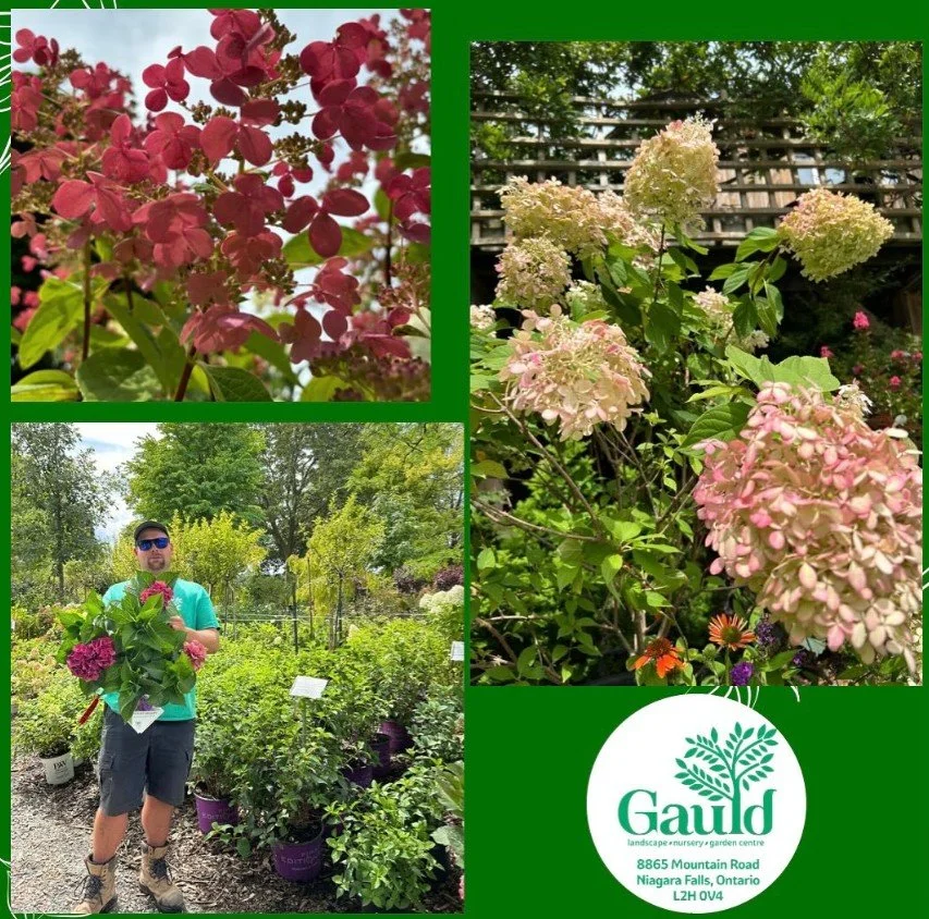 Trees and Shrubs Niagara - Gauld Staff