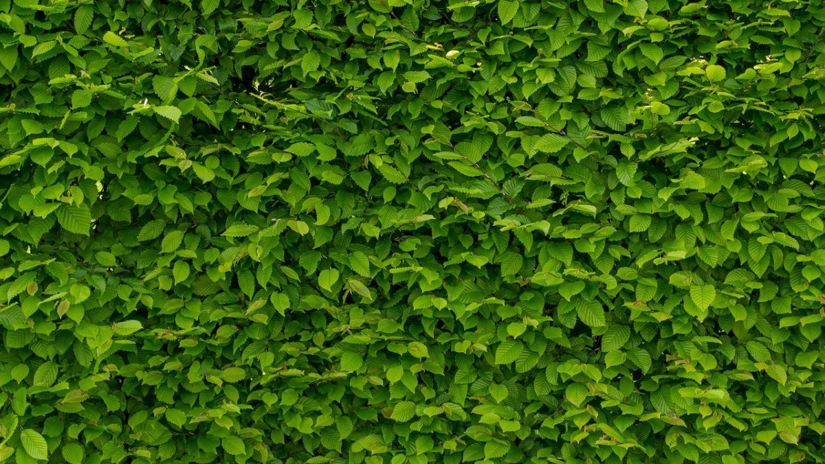 Hornbeam privacy hedge