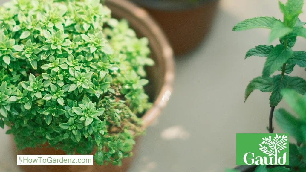 Balcony Herb Gardening - sunlight