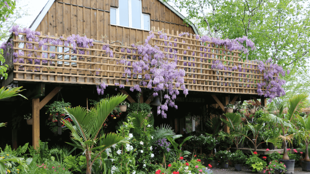 The Plant Lover’s Guide to Year-Round Colour in Niagara Gardens