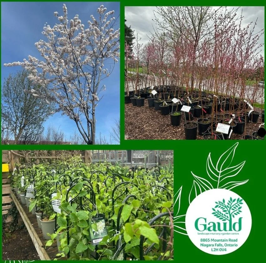 Trees and Shrubs Niagara