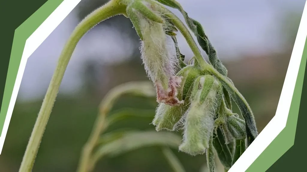 plant stress - wilting