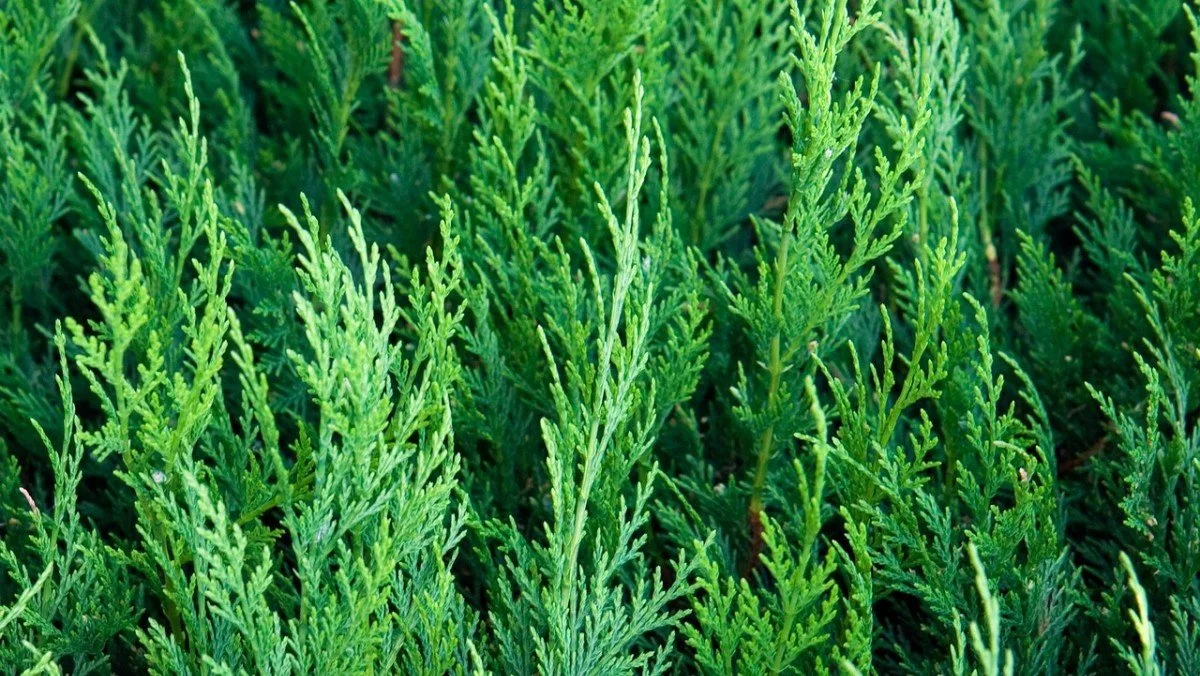 Emerald Green Cedar