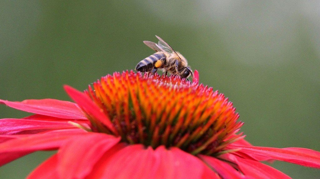 Pollinator Garden Plants Best Plants to Attract Bees and Butterflies in Niagara