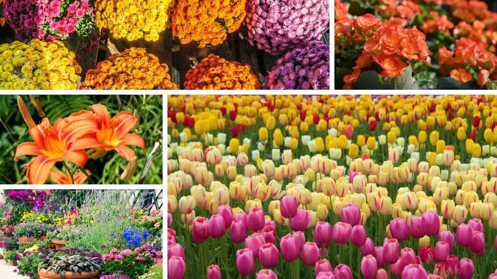 plants for blooming all year