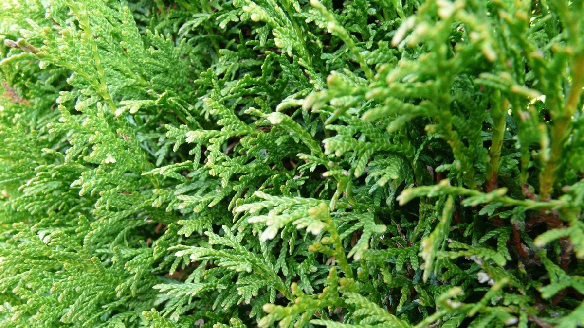 eastern white cedar