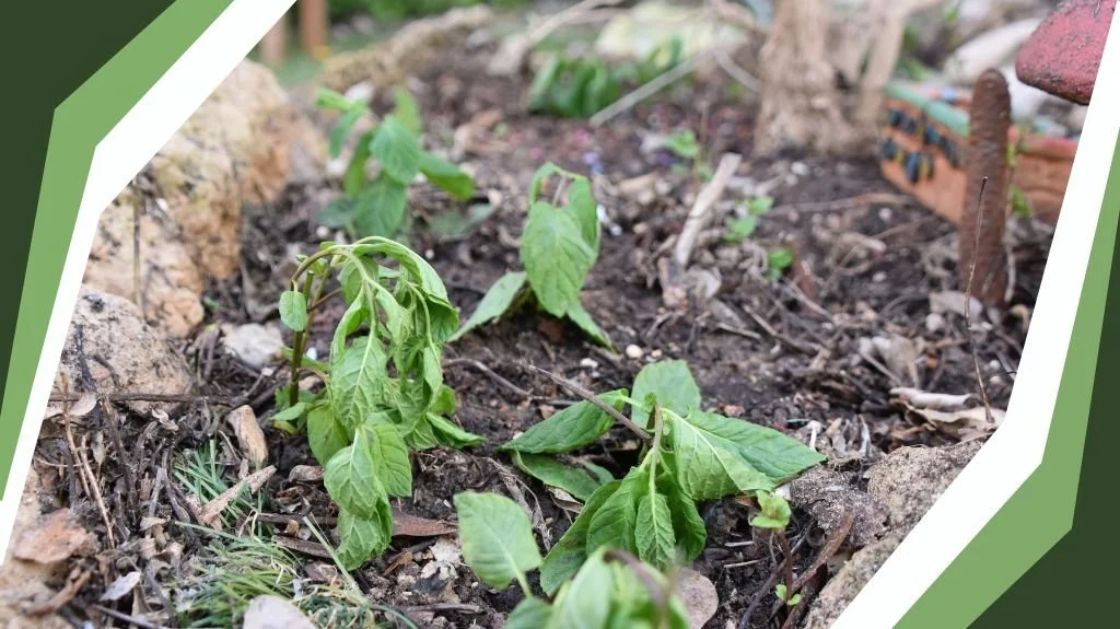Understanding Plant Stress: How to Diagnose What Your Garden Is Telling You