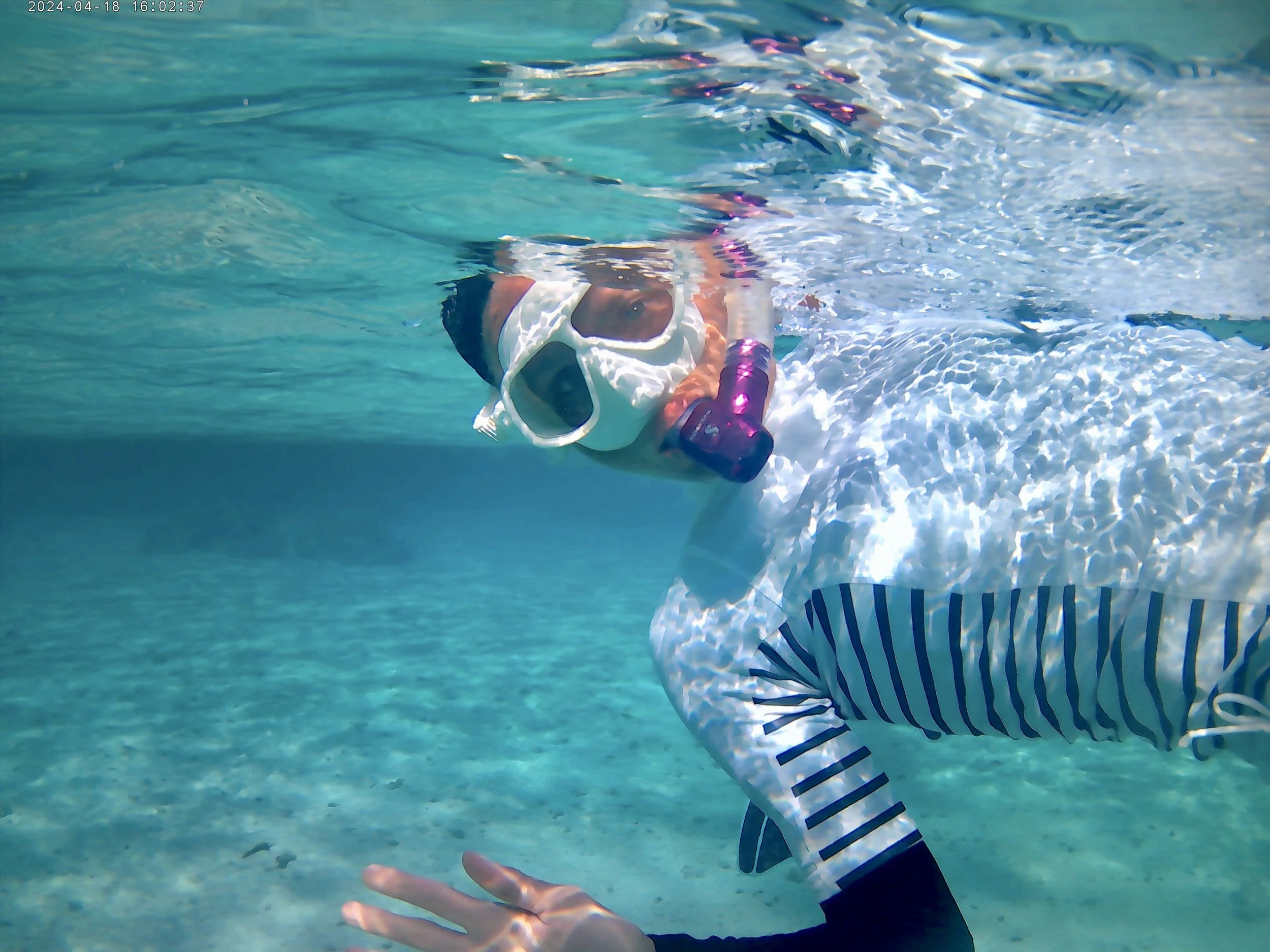 Review zwemmen dolfijnen rode zee 4.JPEG