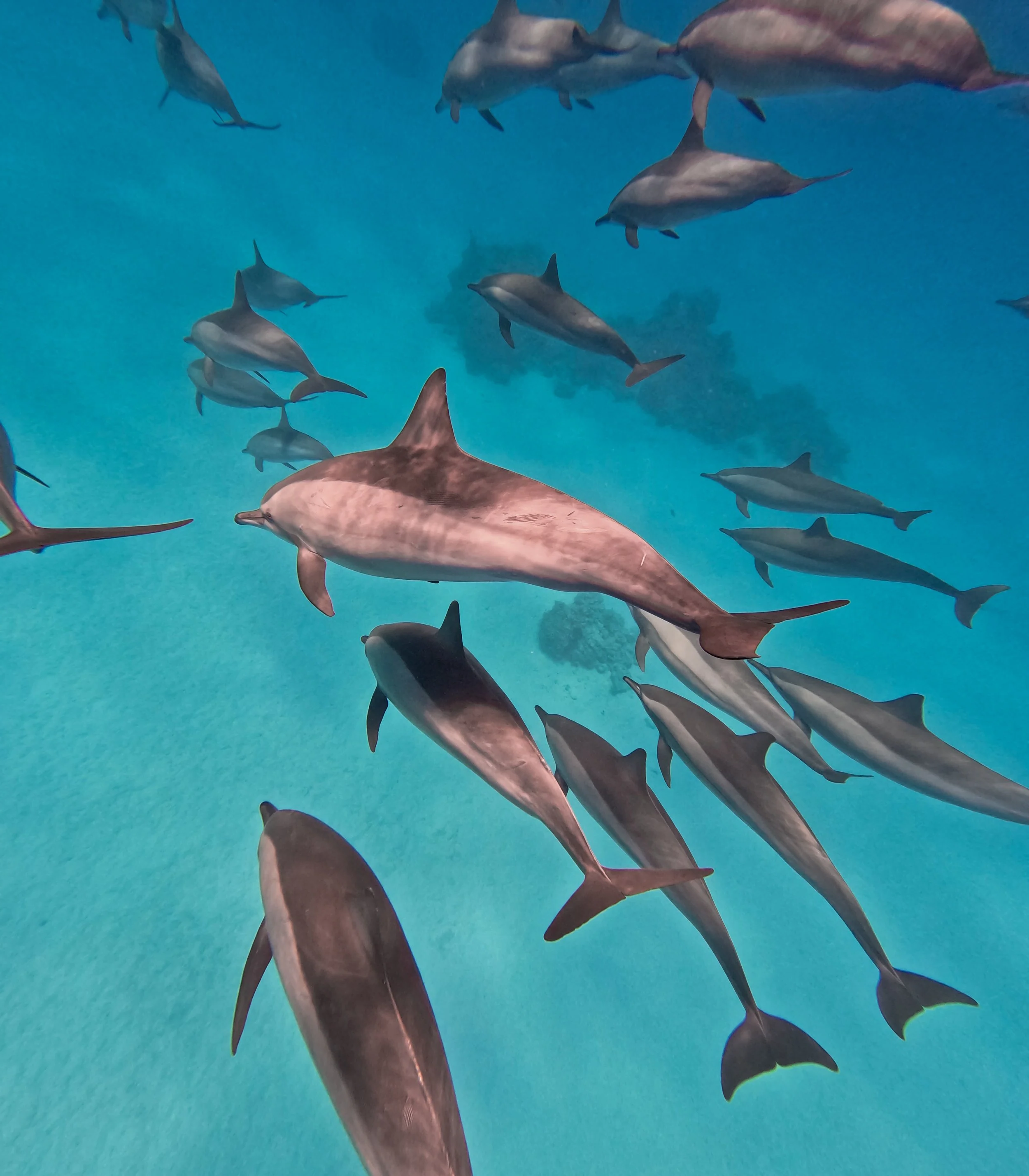 Snorkelen en zwemmen dolfijnen Egypte Sataya ecotoerisme