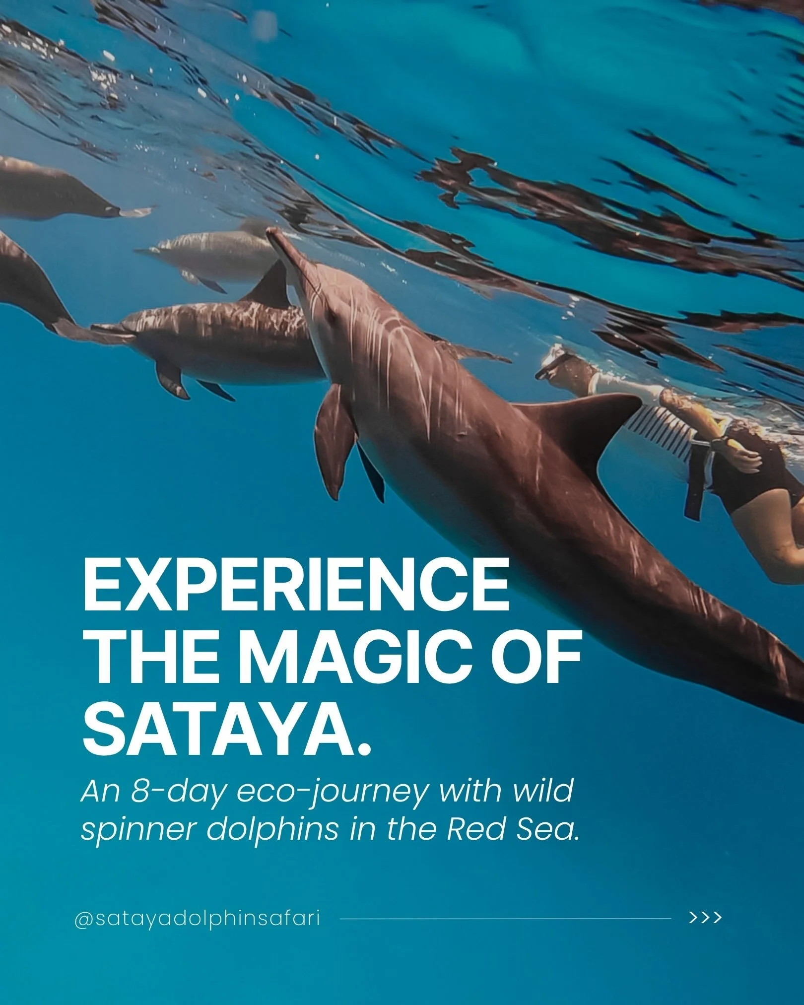WHO? WHAT? WHERE?
Sataya Dolphin Safari is a Dutch eco-travel company offering 8-day boat trips in the Red Sea of Egypt.

Our mission is to share the universal love and connection we found underwater with the dolphins.

So we take small groups to Sat