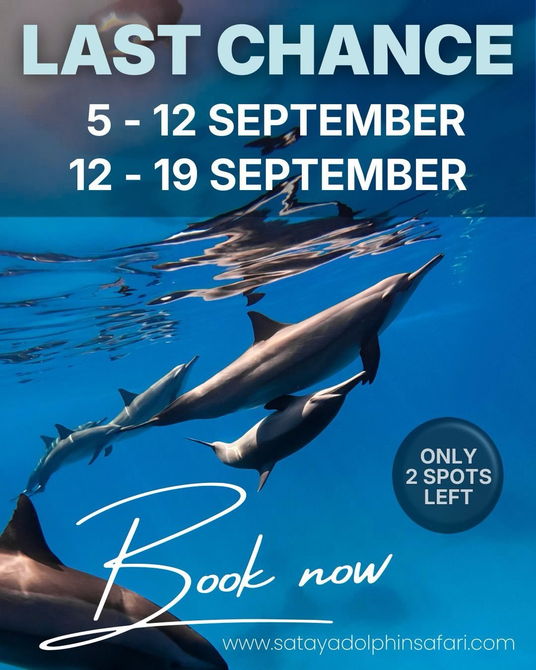 This is your chance to claim one of the 2 (!) last available spots for the trips:
5 - 12 September (small group max 14 guests)
OR 
12 - 19 September
So you can finally meet the wild dolphins in the Red Sea of Egypt. 
 
🌀 Are the dolphins calling you