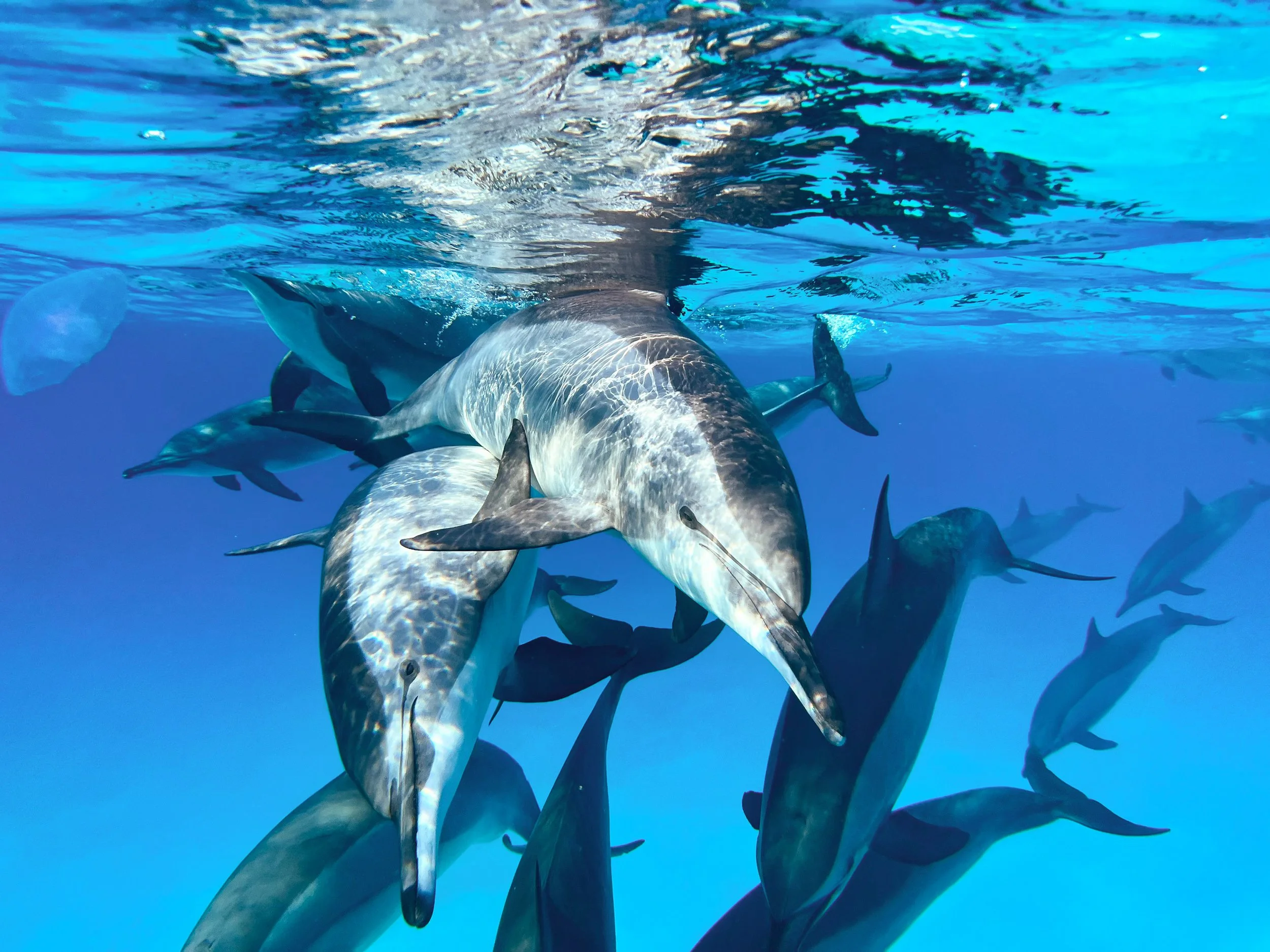 Ethical dolphinswim, ecotoerisme wilde dolfijnen, Egypte, sustainable tourism, Rode Zee, Sataya