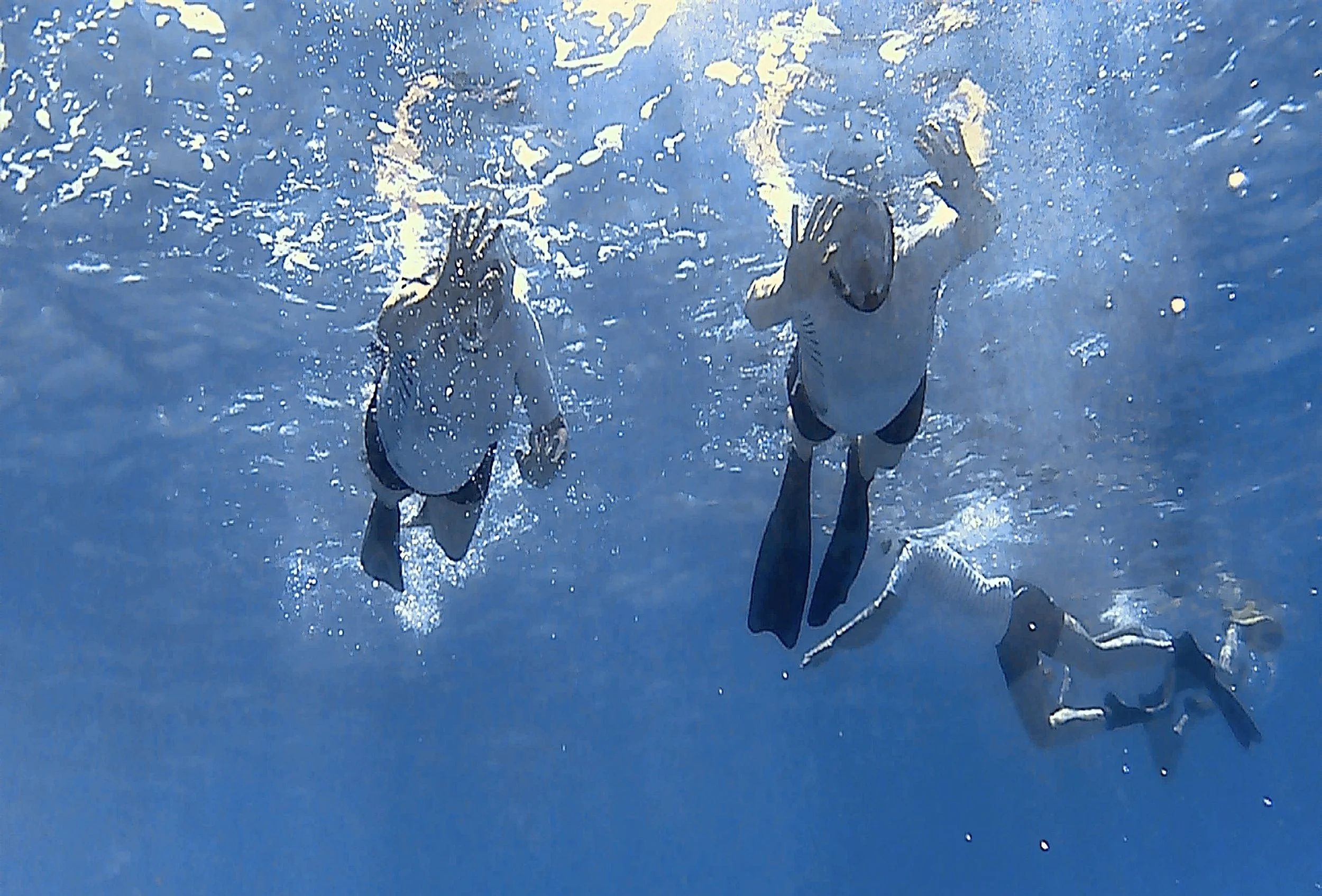 Review zwem met dolfijnen egypte 1.JPG