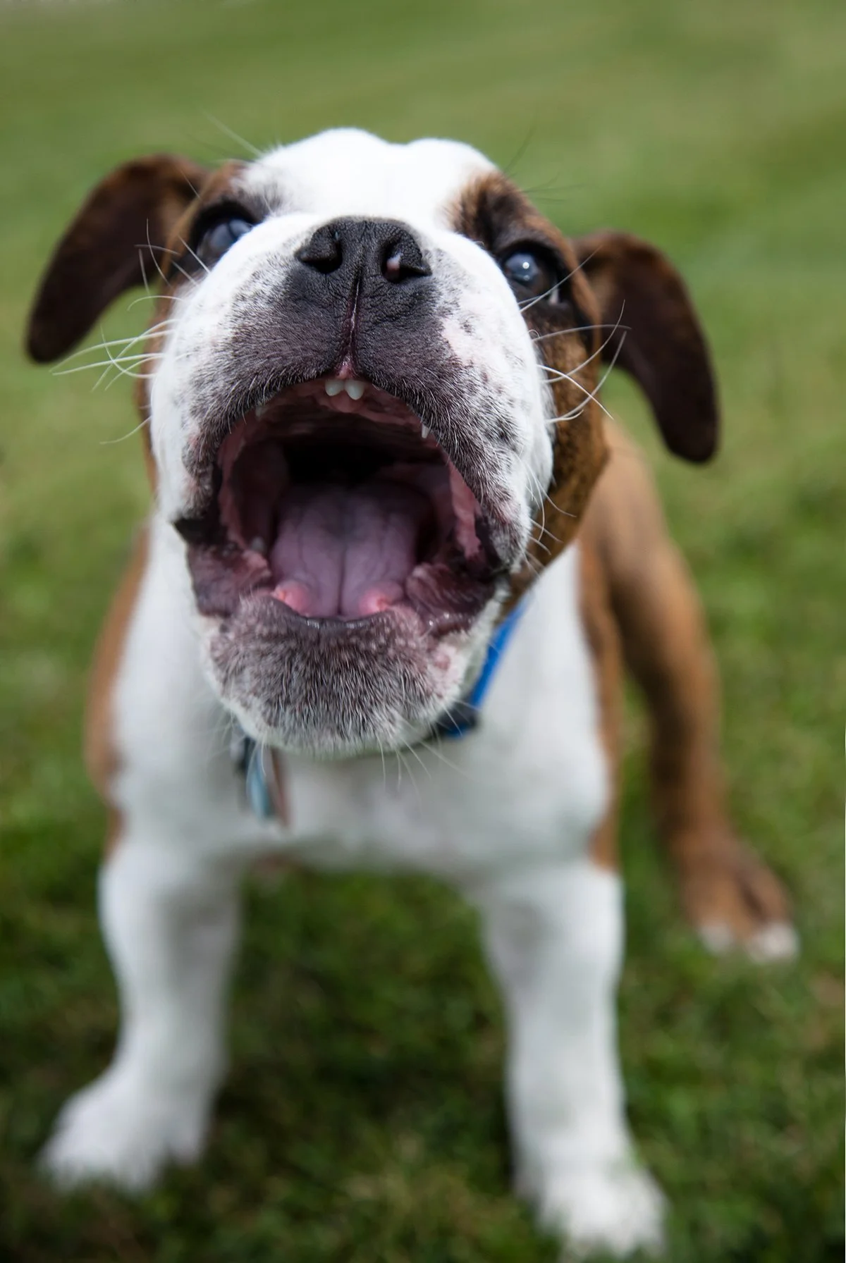 Buddies Pet Photographywinstonphotoweb.jpg