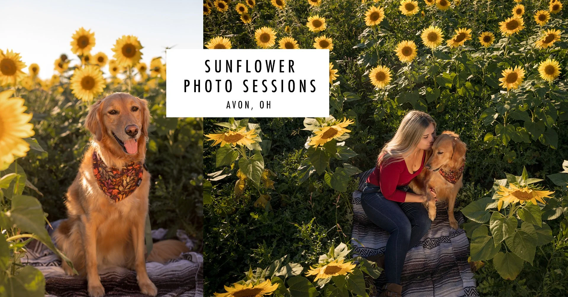 sunflower session.jpg