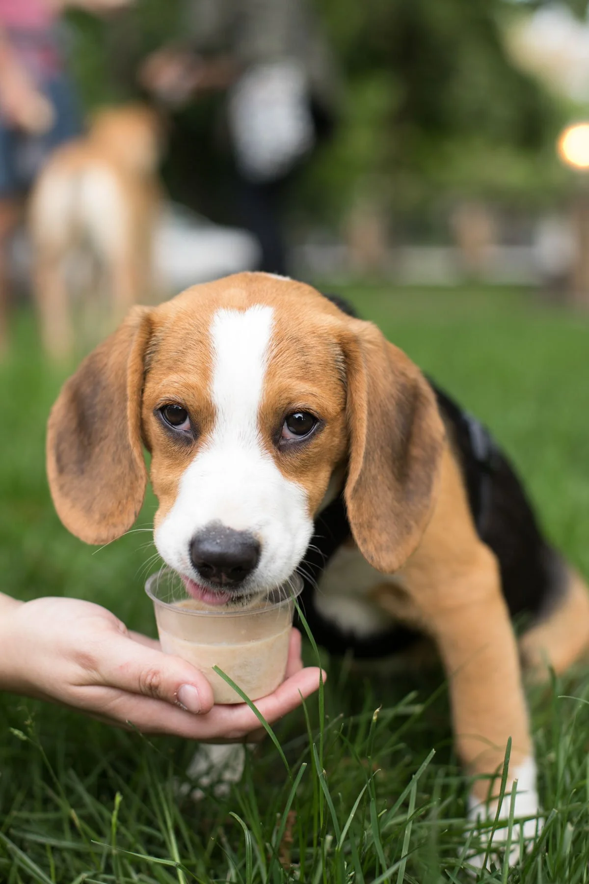 534A9494dogwalk_5_29_Webweb.jpg